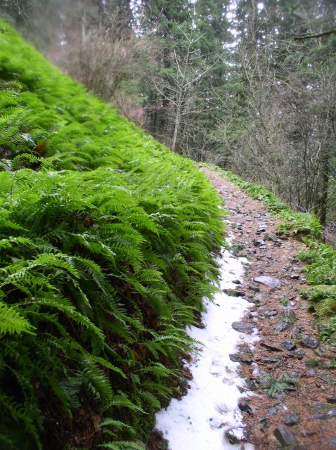 12.23.05 Elowah Falls 050 